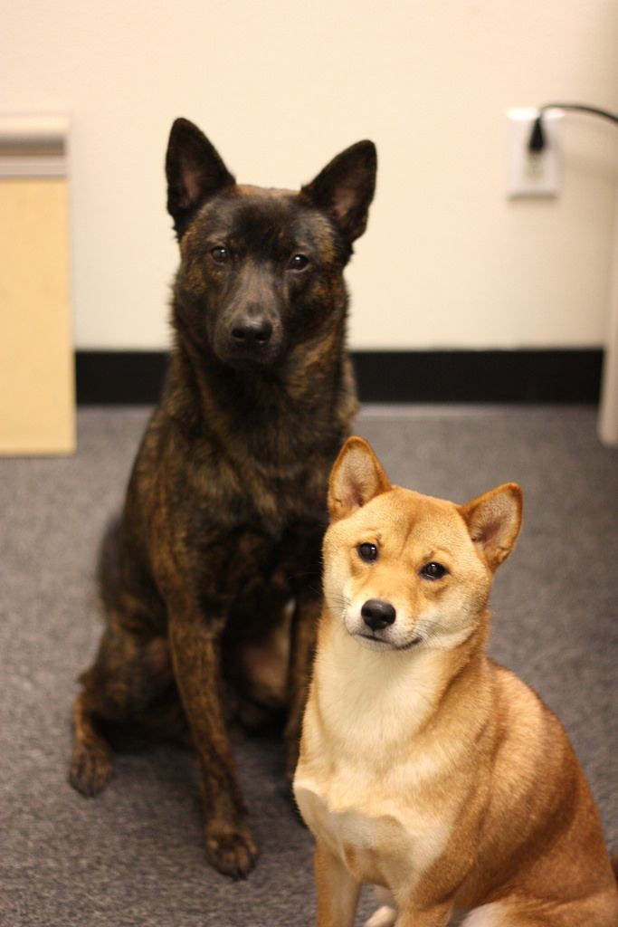 loài chó trung thành